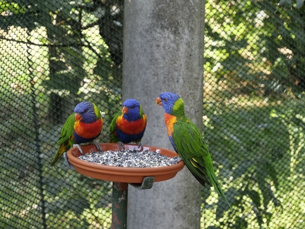 Vgel im Vogelpark in Steinen, Fotoquelle: Pixabay